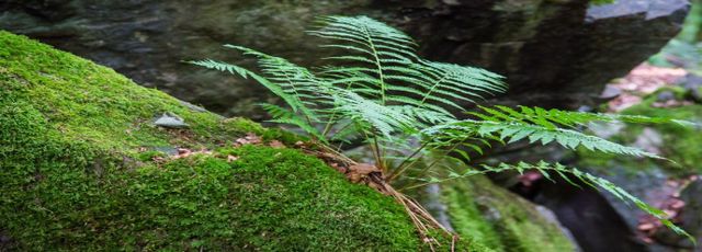 苔藓植物,会分化出根茎叶吗?|苔藓|植物|假根_新浪新闻