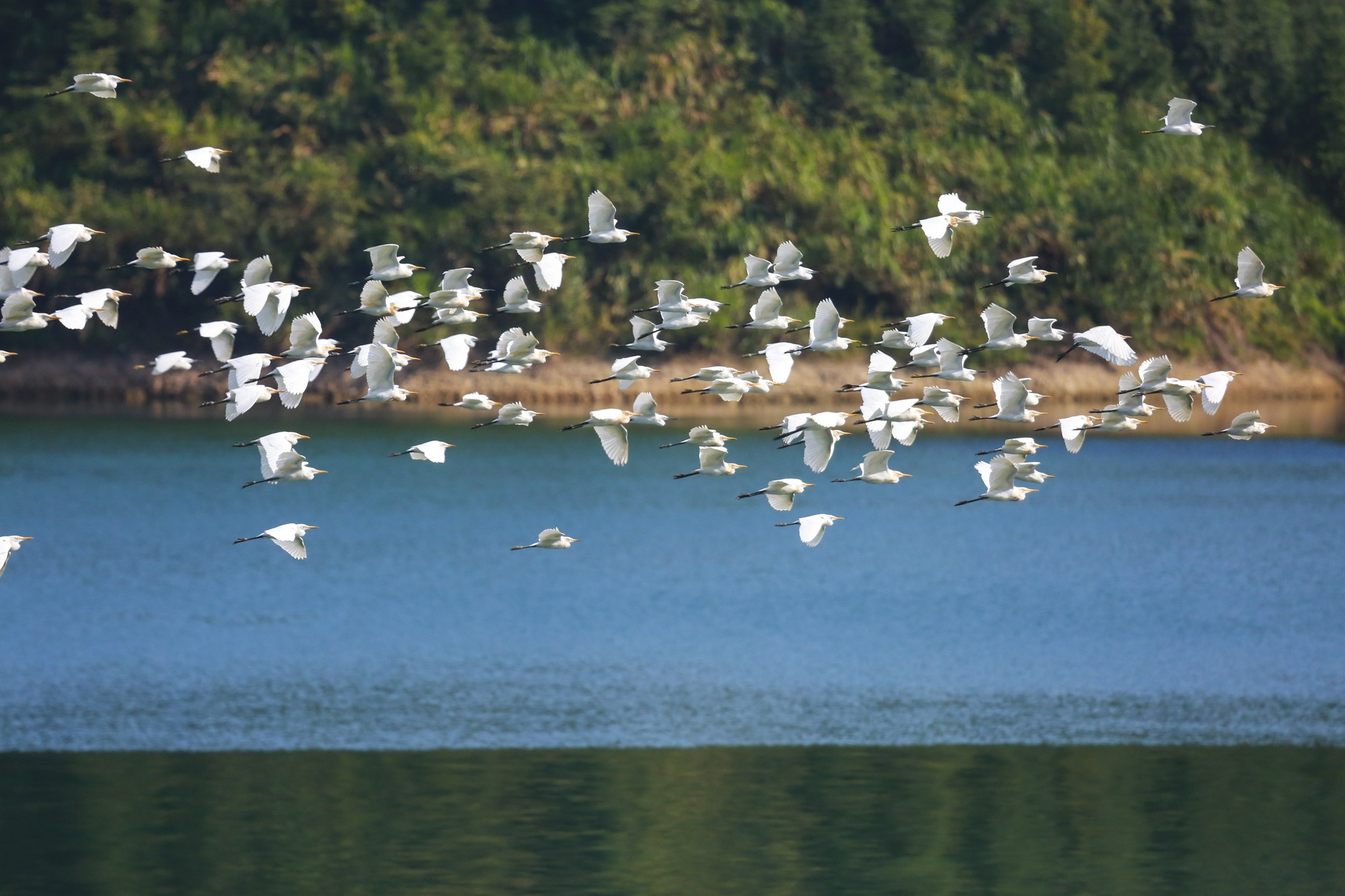 千岛湖鸟岛图片
