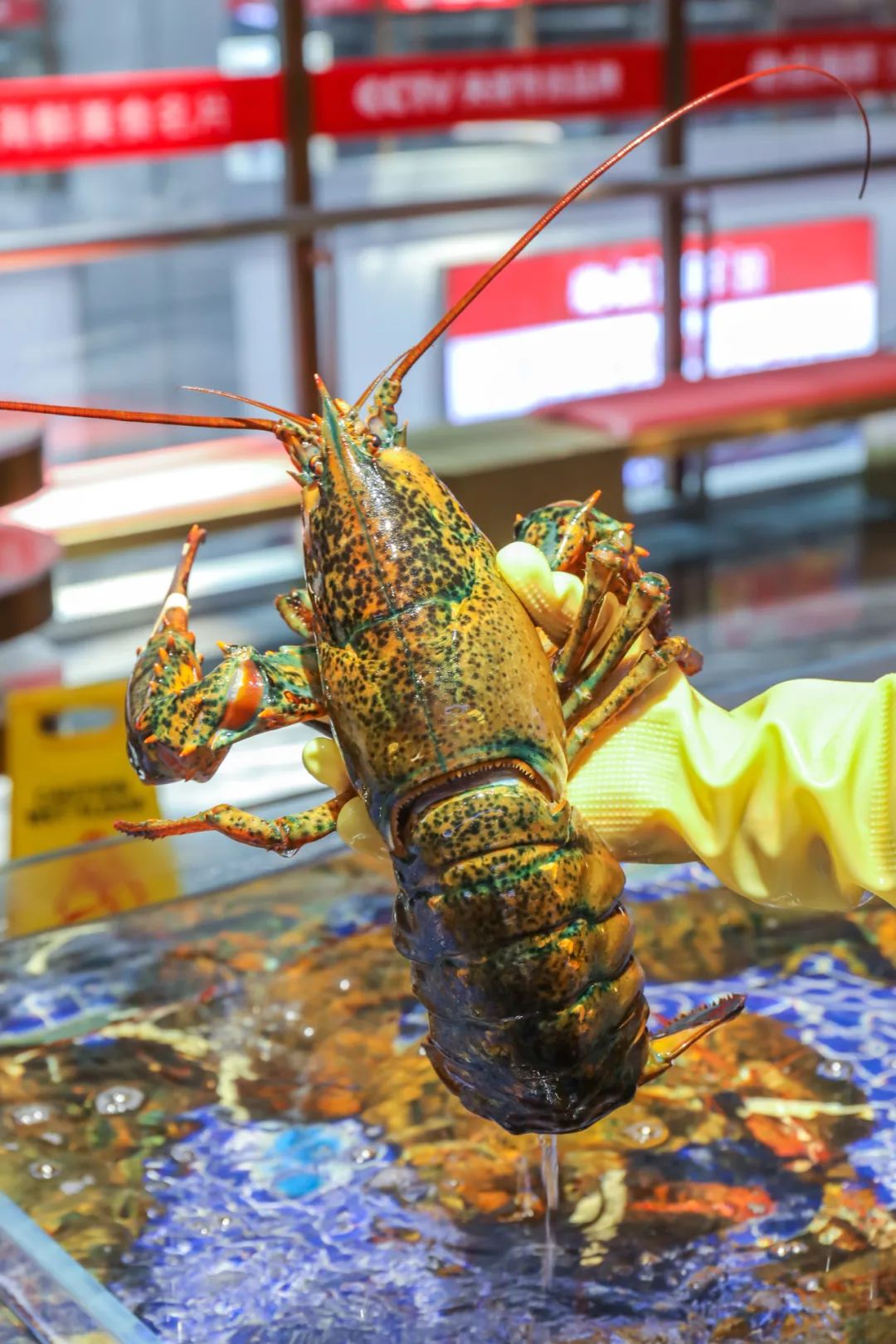 这家称霸天津的「海鲜餐厅」又开新店啦!梭子蟹,皮皮虾,东海大黄鱼.