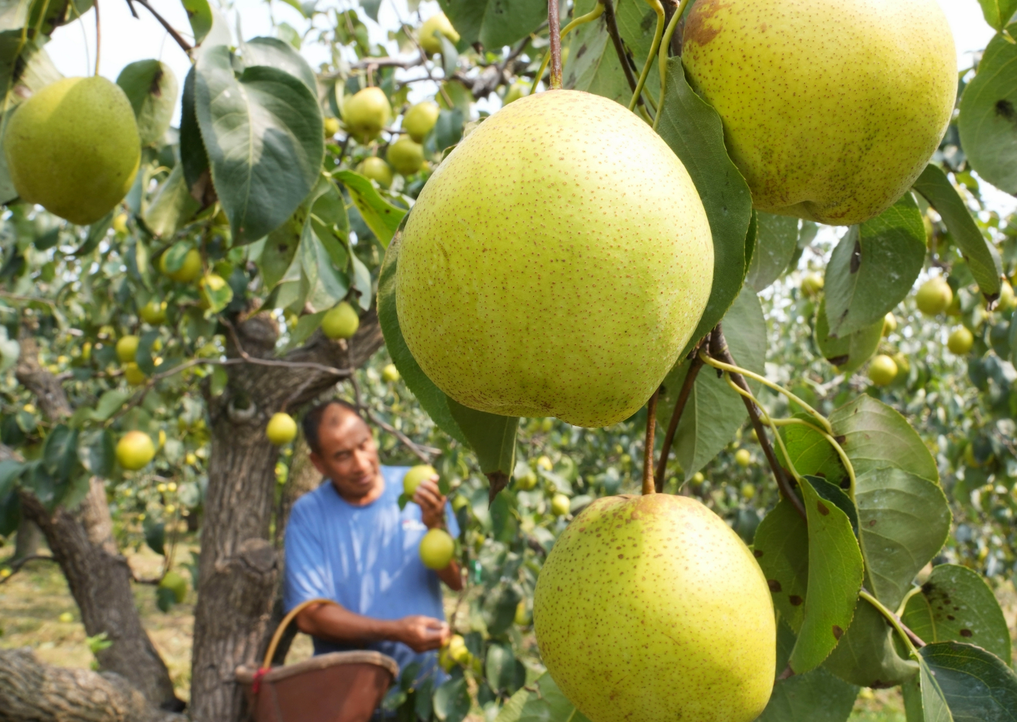 新华社记者 杨世尧 摄9月11日,在河北省晋州市总十庄镇武邱村,果农在
