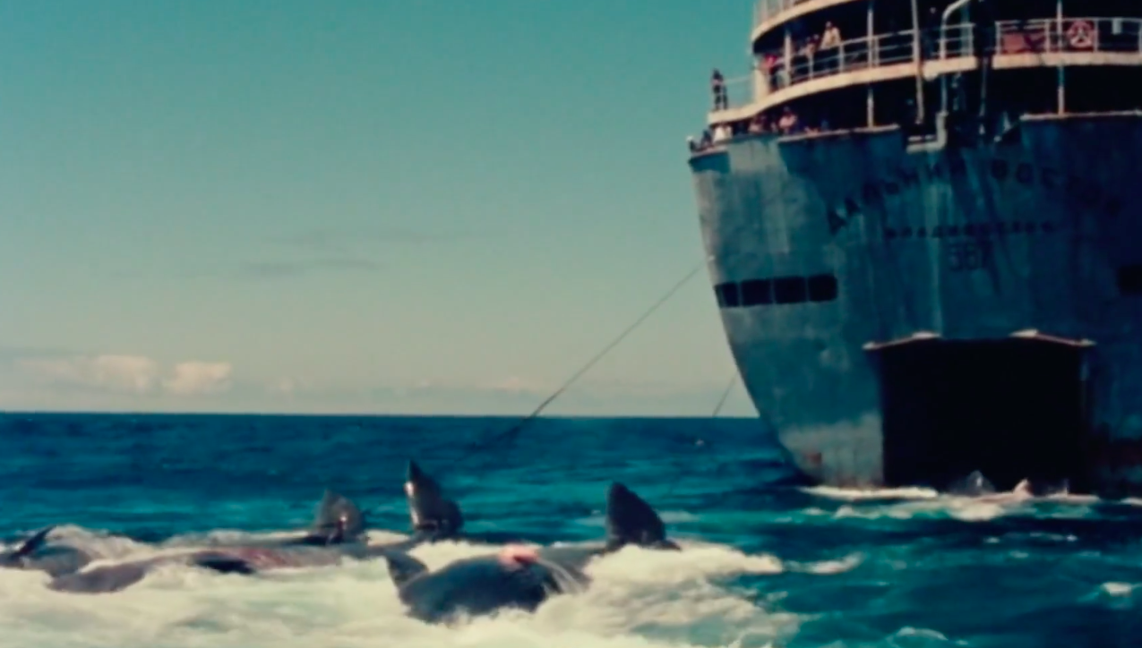 捕鲸船后拖行的鲸鱼 截图