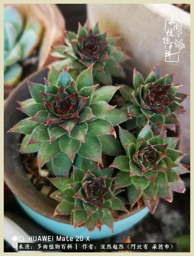 紫蝶锦,刚开始逆袭,等到紫色多出一半的时候,可爱得令我找不到北.