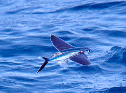 海上飞鱼,危险危险危险!
