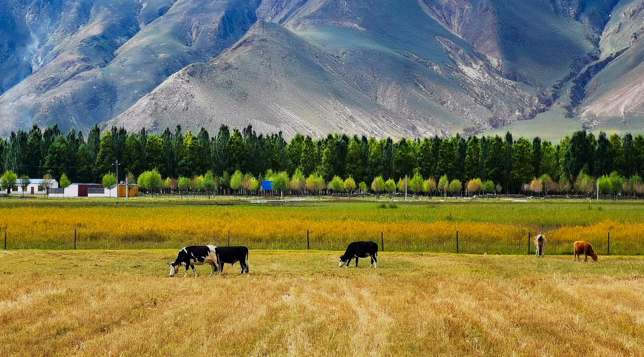 拉萨市达孜区的农田秋景(9月11日摄).新华社记者 沈虹冰 摄