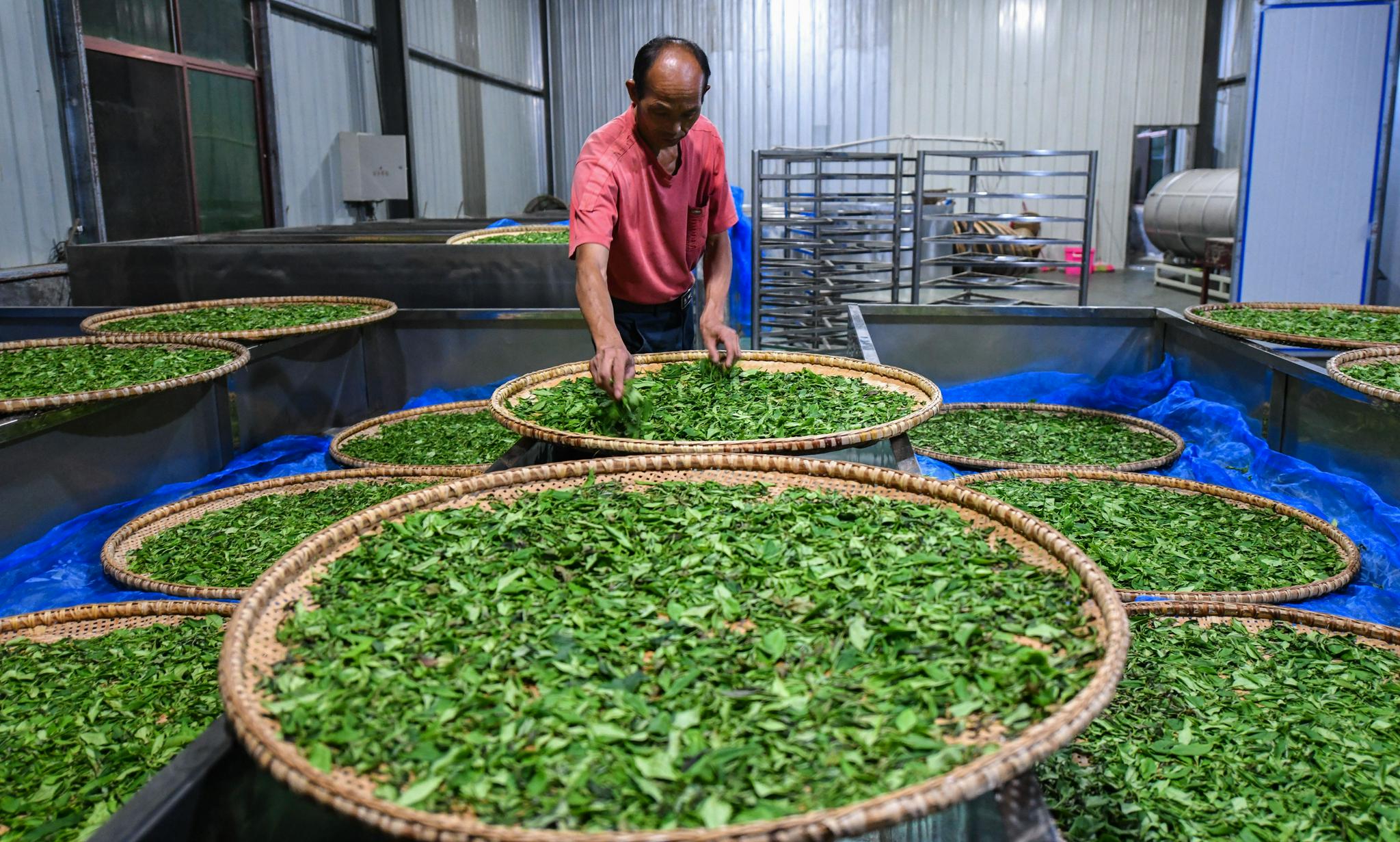 湖南衡阳常宁市塔山瑶族乡板角村的茶农在整理茶叶,准备进行烘干