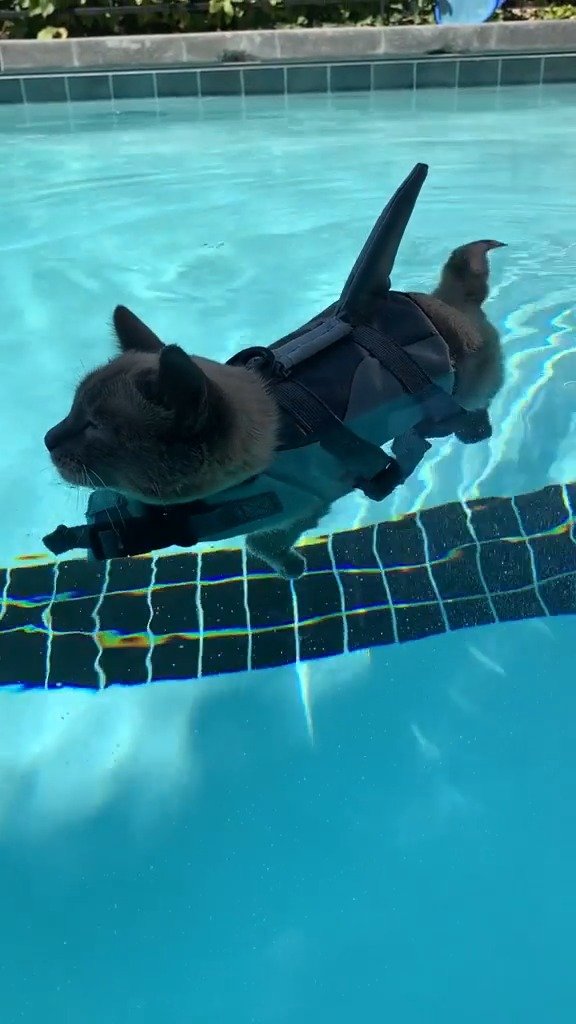 这猫游泳真的很享受!(于萍萍) 来源