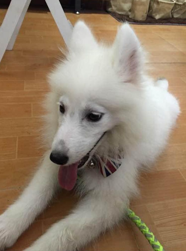 夫妇养了只萨摩耶,从此噩梦就开始了,狗子你能安静一小时吗?