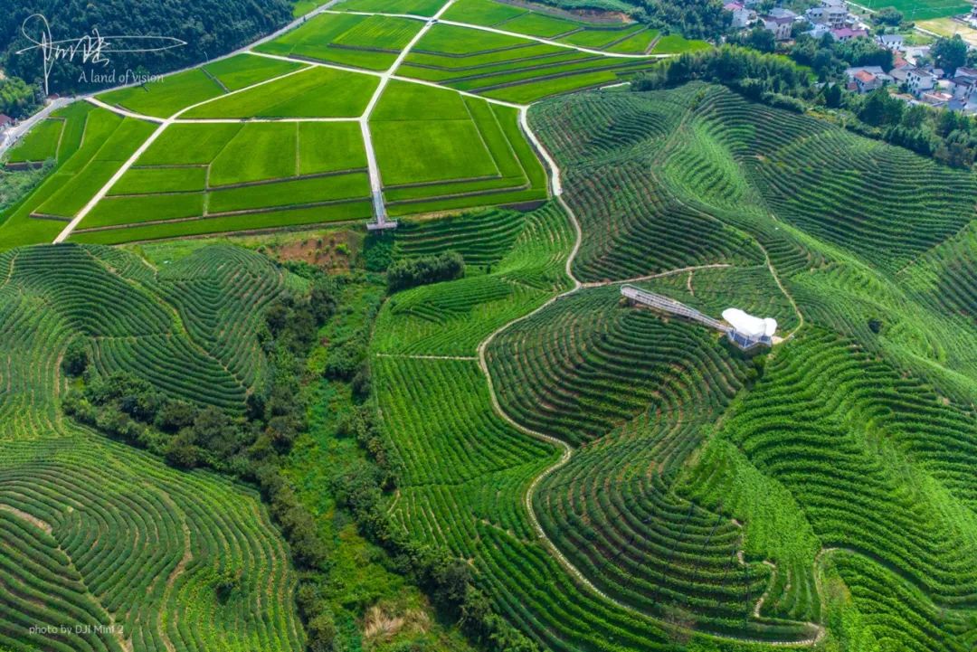 航拍杭州桐庐百江镇,稻田和茶园"碰撞"在一起,美如油画