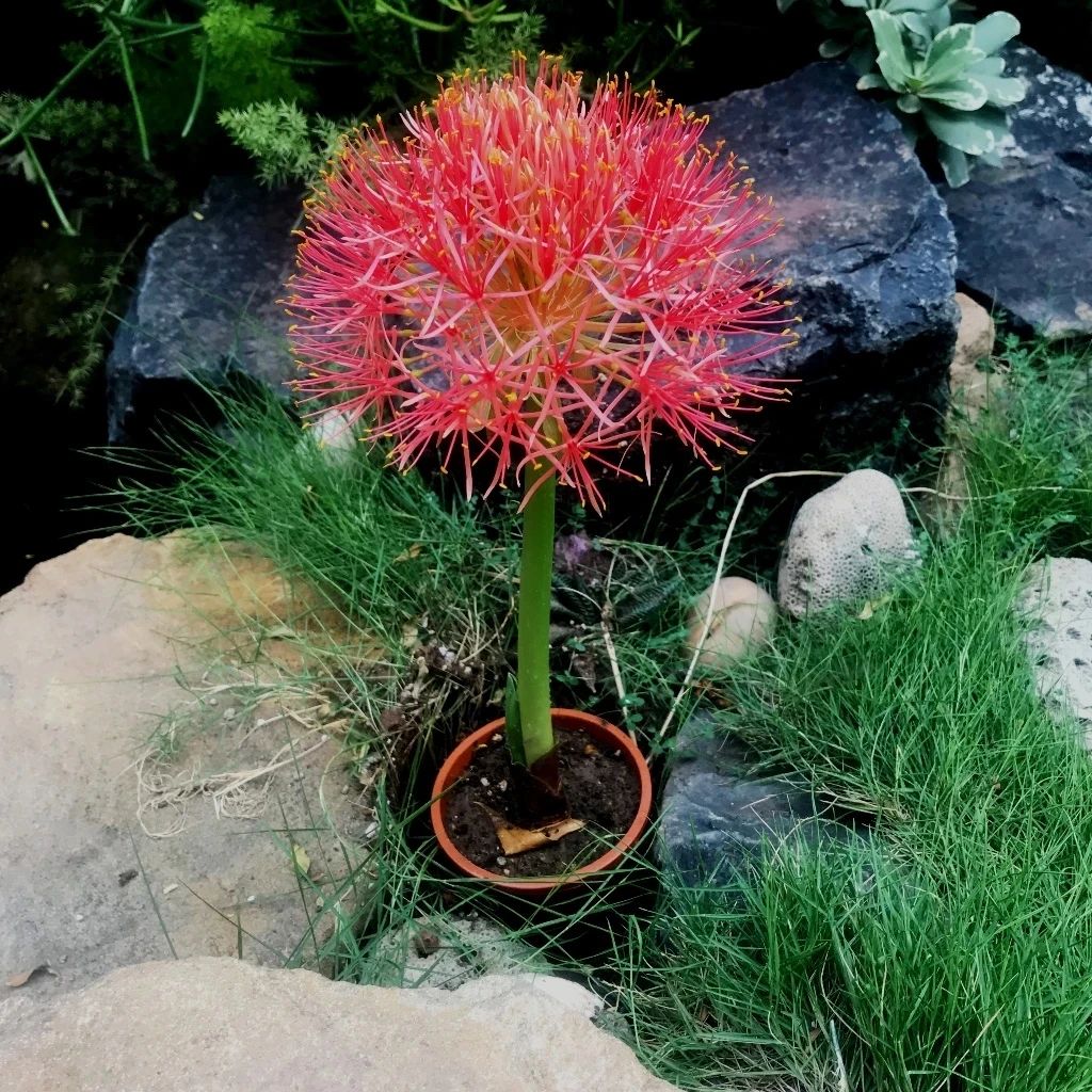 花朵如一团火焰般的网球花,适合用球根来栽种,可养成盆栽