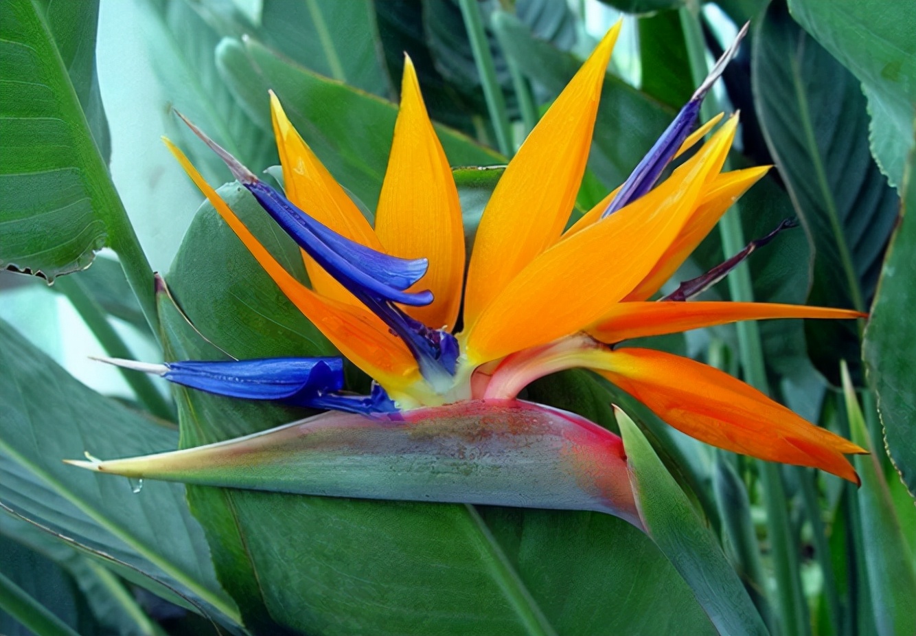 其中有很多杂交的品种,比如土禾系列的,这些开花品种的鹤望兰它的植株