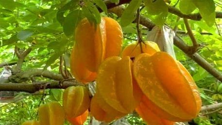 秋天常见的三种食物,要学会吃一吃,补充营养、改善体质休闲区蓝鸢梦想 - Www.slyday.coM 秋天常见的三种食物,要学会吃一吃,补充营养、改善体质休闲区蓝鸢梦想 - Www.slyday.coM