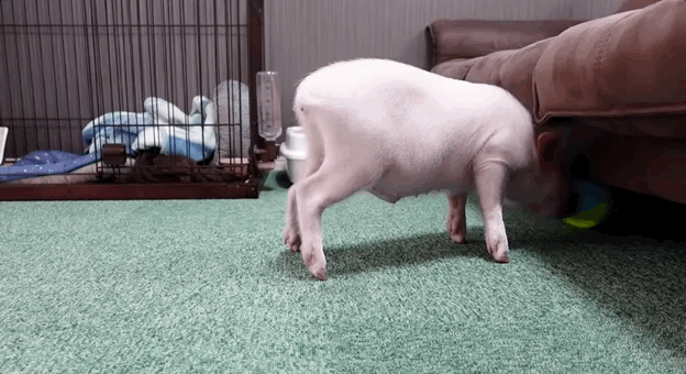 624_340gif 动态图 动图