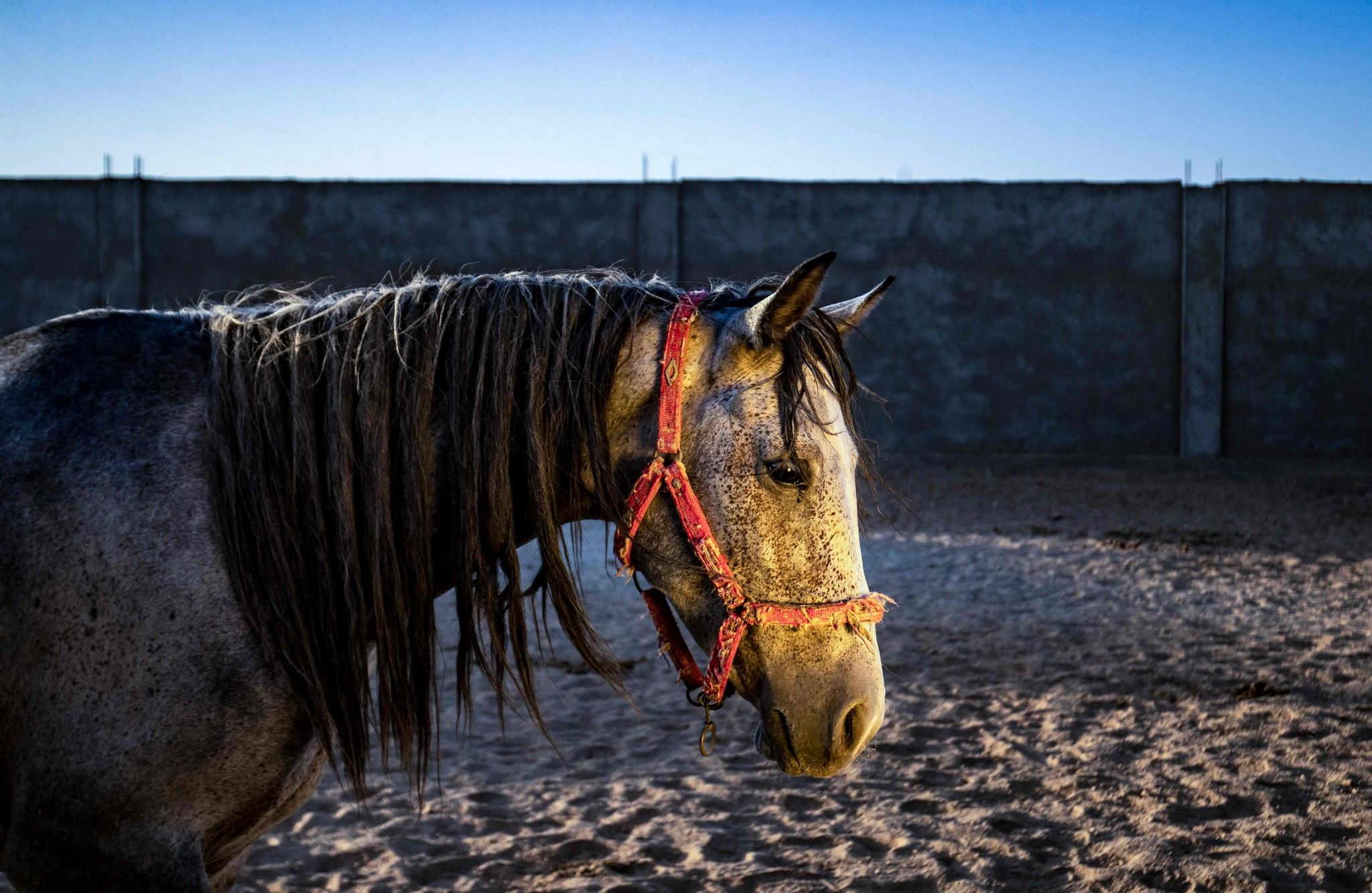 叙利亚:纯种阿拉伯马