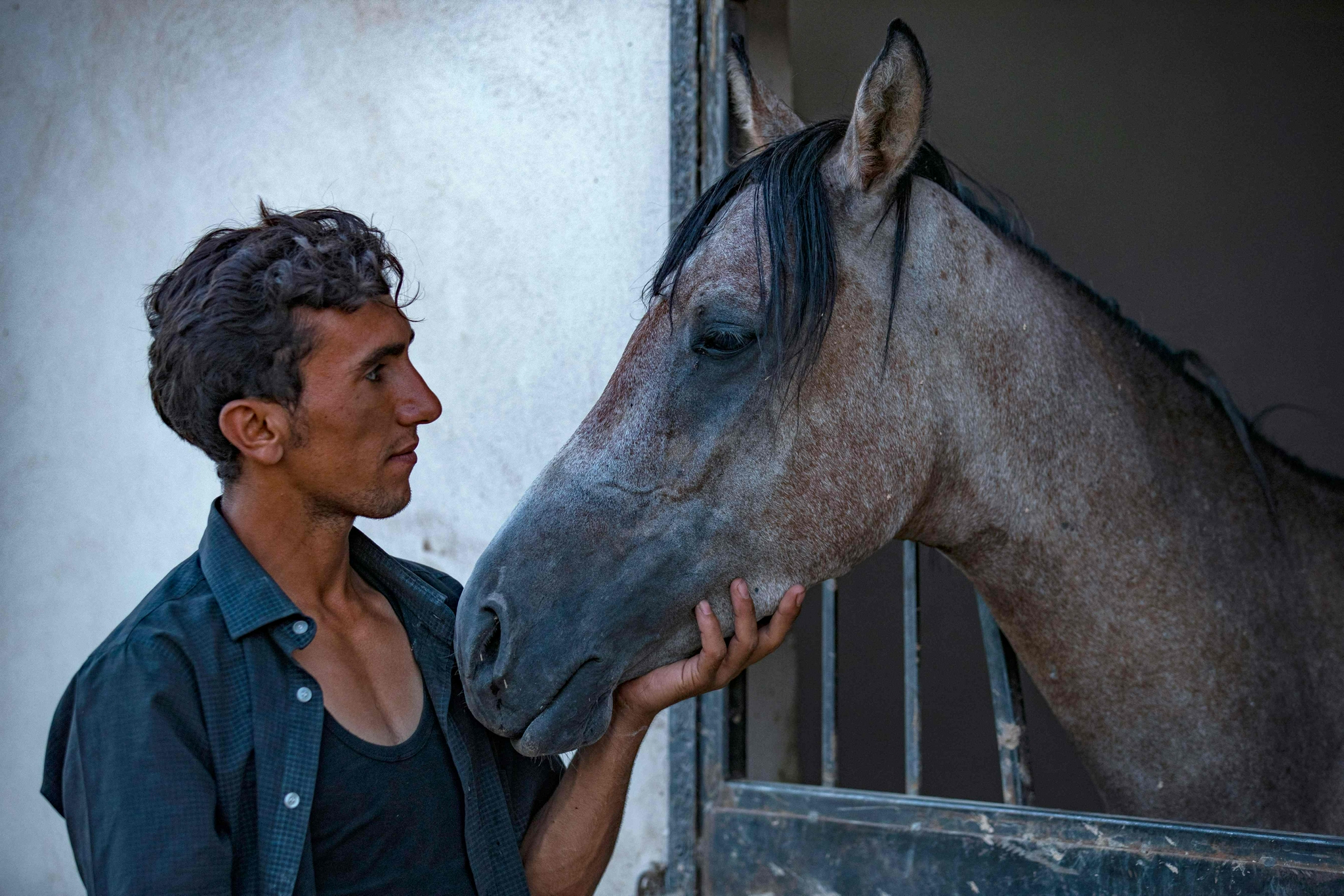 叙利亚:纯种阿拉伯马