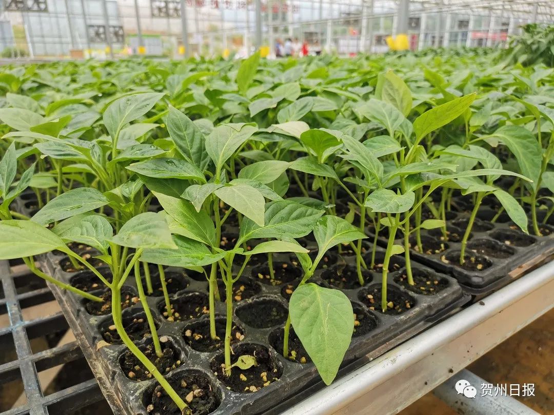 图为长势良好的彩椒苗.