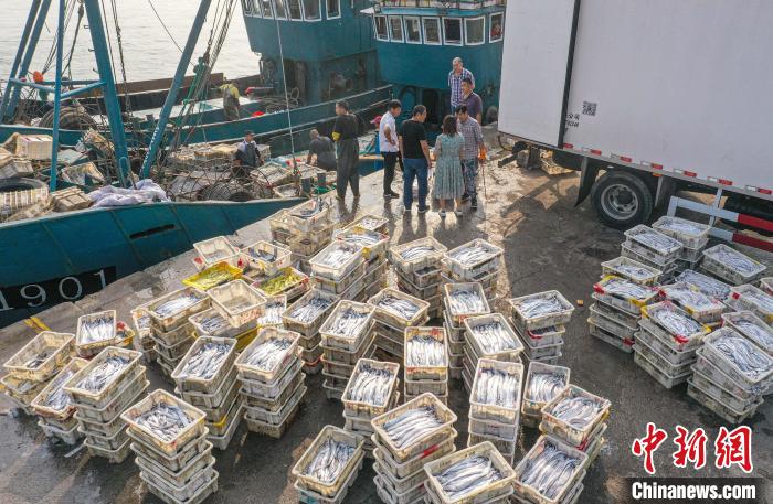 山东荣成:新鲜海鱼走俏中秋市场