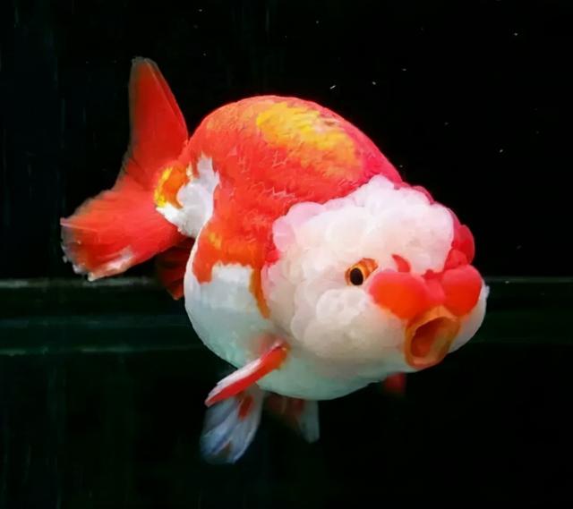 兰寿金鱼开心,身体不适,心情低落,这些状态怎么能体现出来呢?