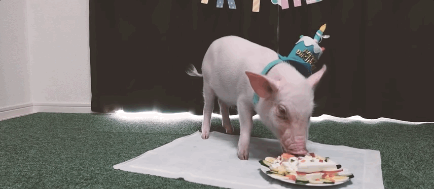 日本男子养了一头可爱迷你猪全网记录,百日宴当着粉丝面吃掉了.