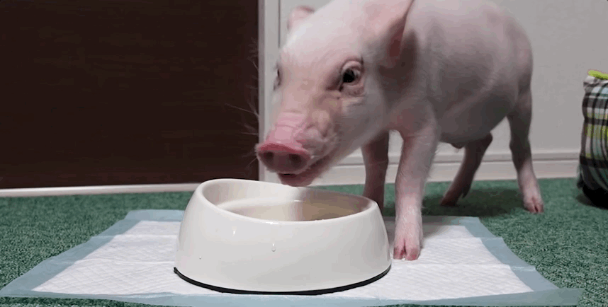 日本男子养了一头可爱迷你猪全网记录 百日宴当着粉丝面吃掉了 迷你猪 新浪新闻 日本男子养了一头可爱迷你猪全网记录 百日宴当着粉丝面吃掉了 迷你猪 新浪新闻