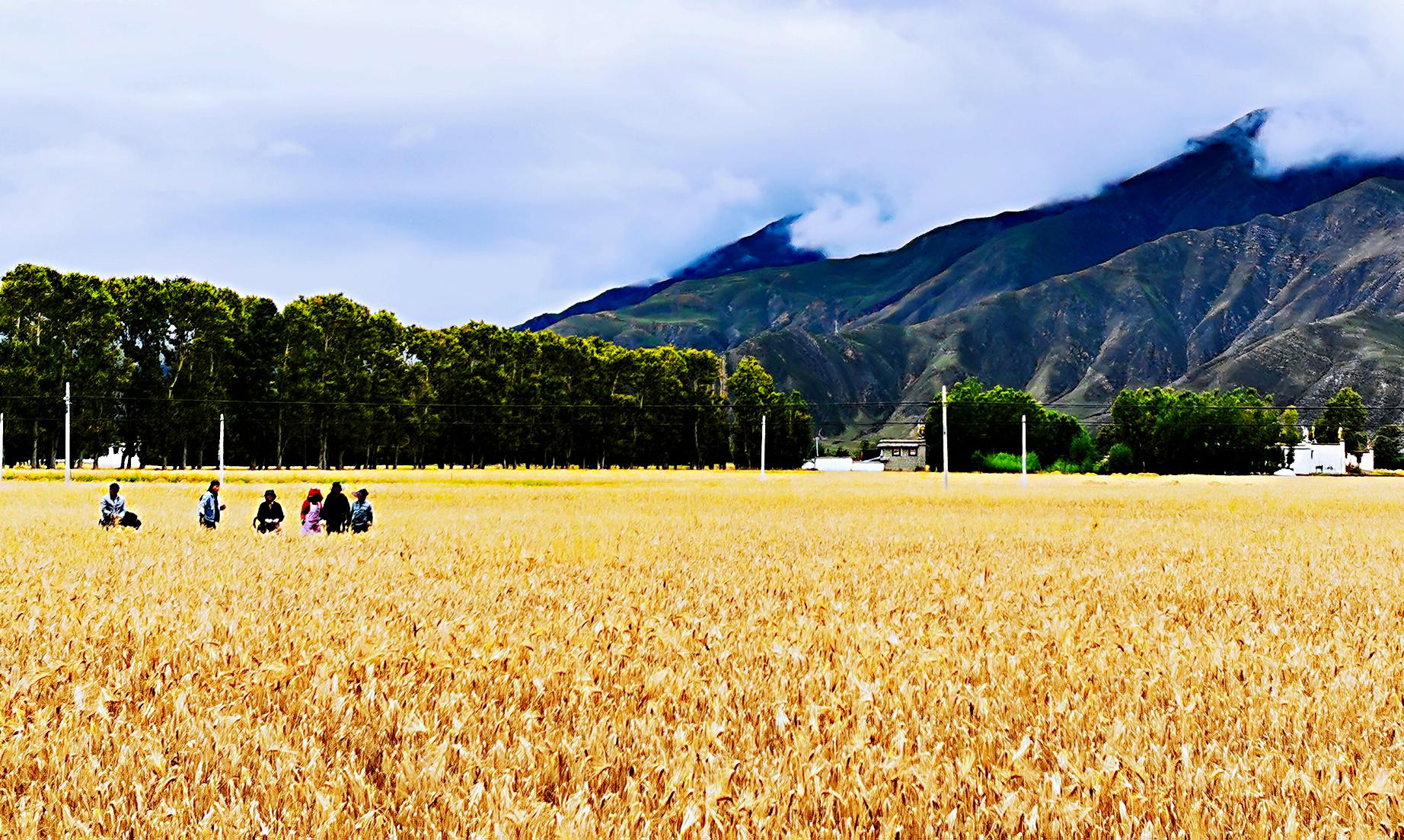 拉萨市林周县边交林乡待收割的青稞田(9月5日摄).新华社记者 沈虹冰摄
