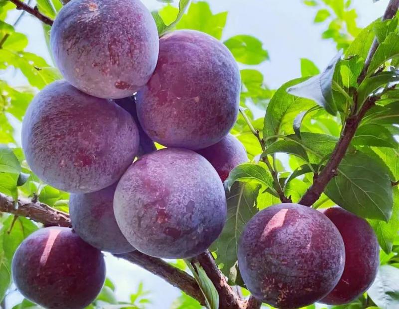 顺义|多方援手,木林镇贾山村滞销李子有了出路