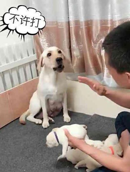 拉布拉多看到自己的娃被主人拿去炖汤，瞬间妈妈力爆棚，太有爱了休闲区蓝鸢梦想 - Www.slyday.coM