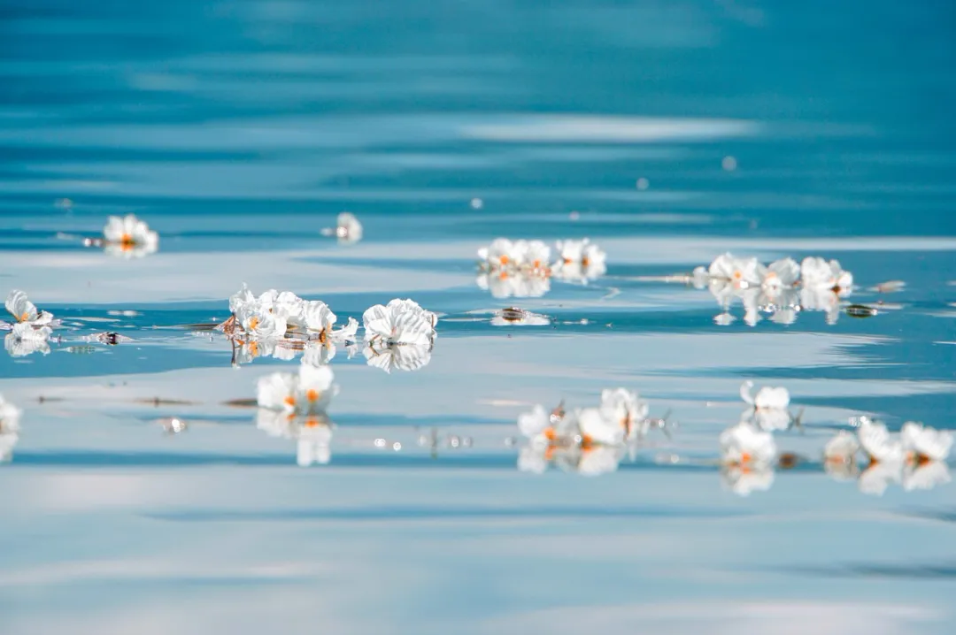 洱海拆了1806家客栈后，泸沽湖也没能逃过...休闲区蓝鸢梦想 - Www.slyday.coM