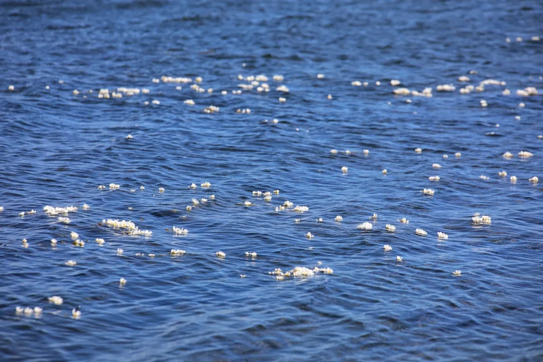 洱海拆了1806家客栈后，泸沽湖也没能逃过...休闲区蓝鸢梦想 - Www.slyday.coM