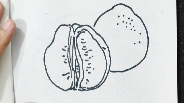 一看就会的简笔画:柚子