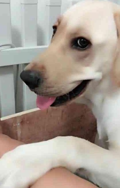 拉布拉多看到自己的娃被主人拿去炖汤，瞬间妈妈力爆棚，太有爱了休闲区蓝鸢梦想 - Www.slyday.coM