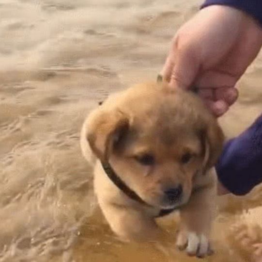 花1000买只纯种金毛,到水边就要游泳,朋友都说他赚大发了休闲区蓝鸢梦想 - Www.slyday.coM 花1000买只纯种金毛,到水边就要游泳,朋友都说他赚大发了休闲区蓝鸢梦想 - Www.slyday.coM
