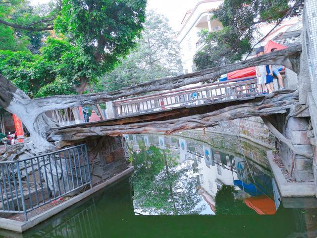 广东奇特的树生桥已有300多年历史被称为容桂十景之一