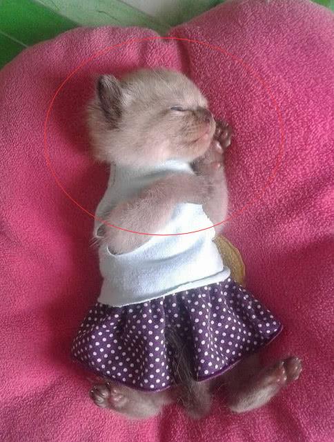 猫咪穿着裙子乖乖睡觉,简直太可爱了,网友:长大后就残了