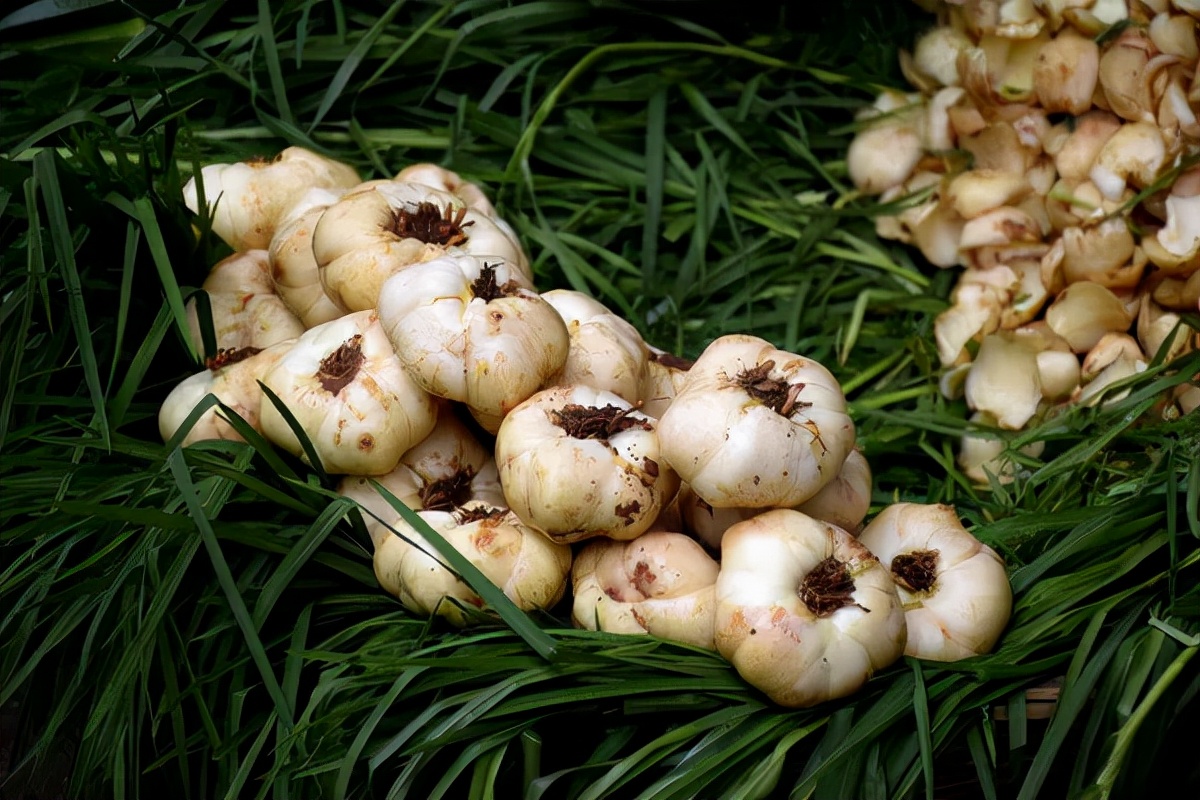 把夏天亏虚的身体补回来|山药|龙眼|百合_新浪新闻