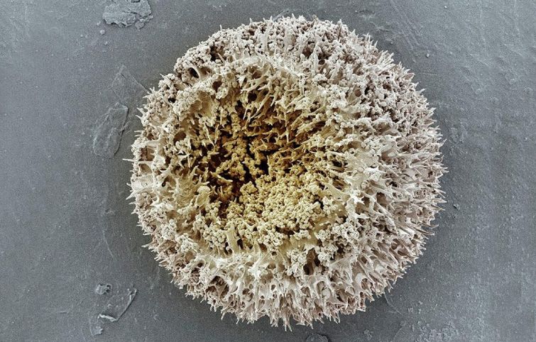 卵可在百年后孵化?江苏发现2亿年前物种仙女虾