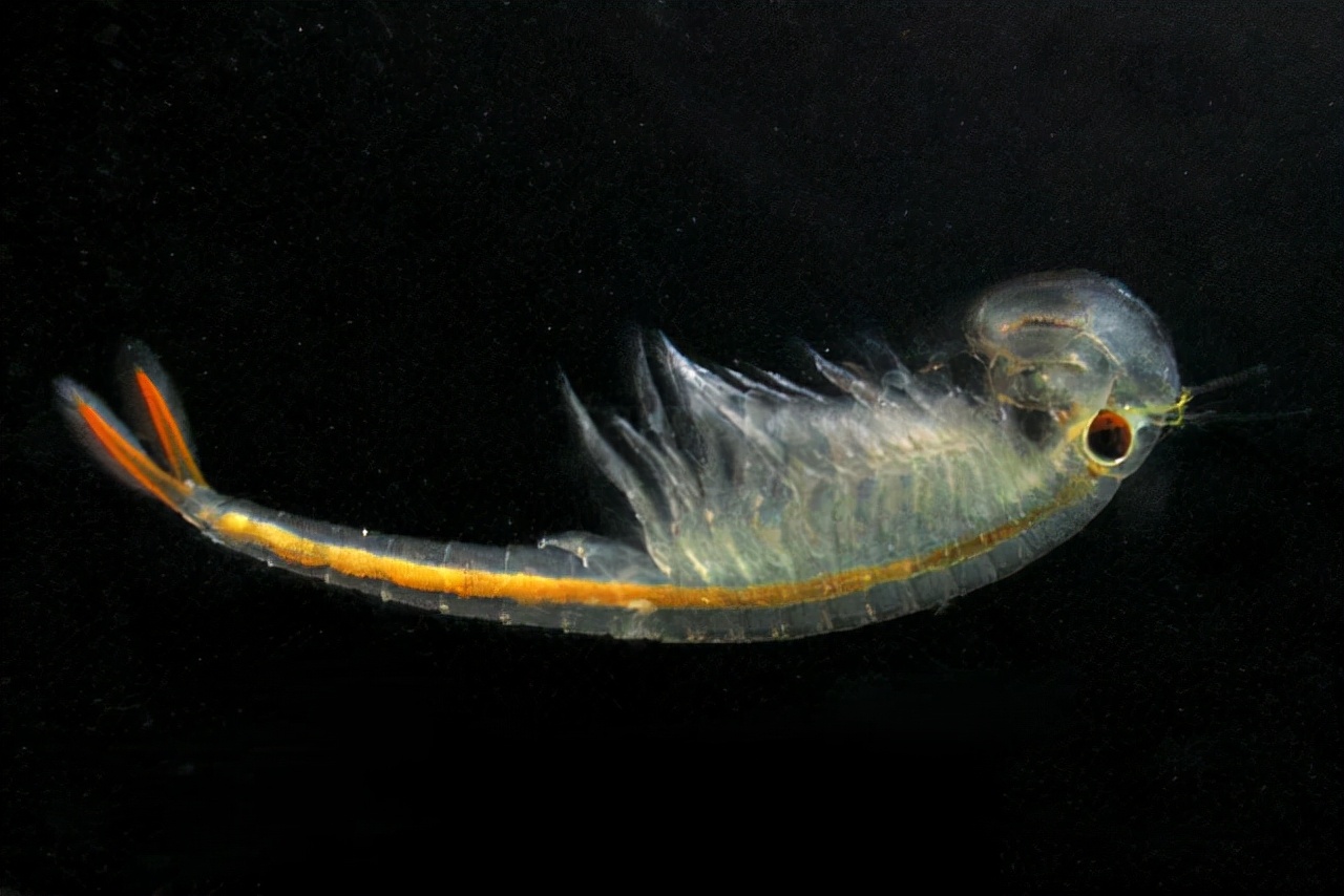 每年仅活动几周卵可在百年后孵化江苏发现2亿年前物种仙女虾