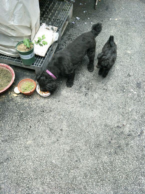 小奶狗在路边饿的直发抖，第二天狗妈妈找上了门，女孩一脸懵圈休闲区蓝鸢梦想 - Www.slyday.coM