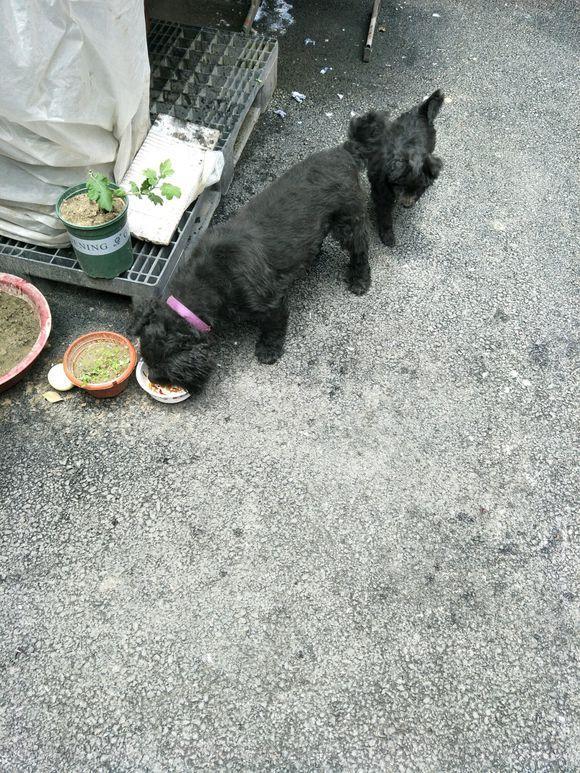 小奶狗在路边饿的直发抖，第二天狗妈妈找上了门，女孩一脸懵圈休闲区蓝鸢梦想 - Www.slyday.coM