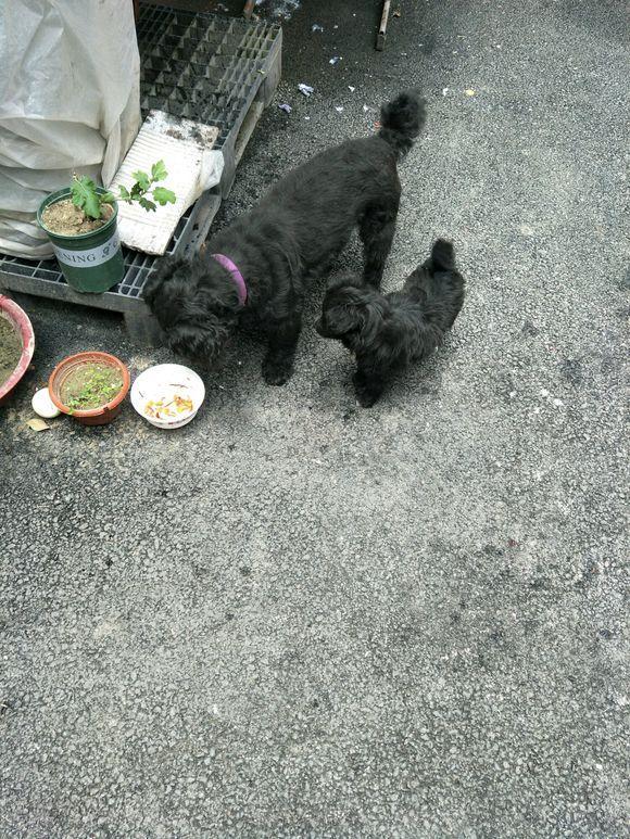 小奶狗在路边饿的直发抖，第二天狗妈妈找上了门，女孩一脸懵圈休闲区蓝鸢梦想 - Www.slyday.coM