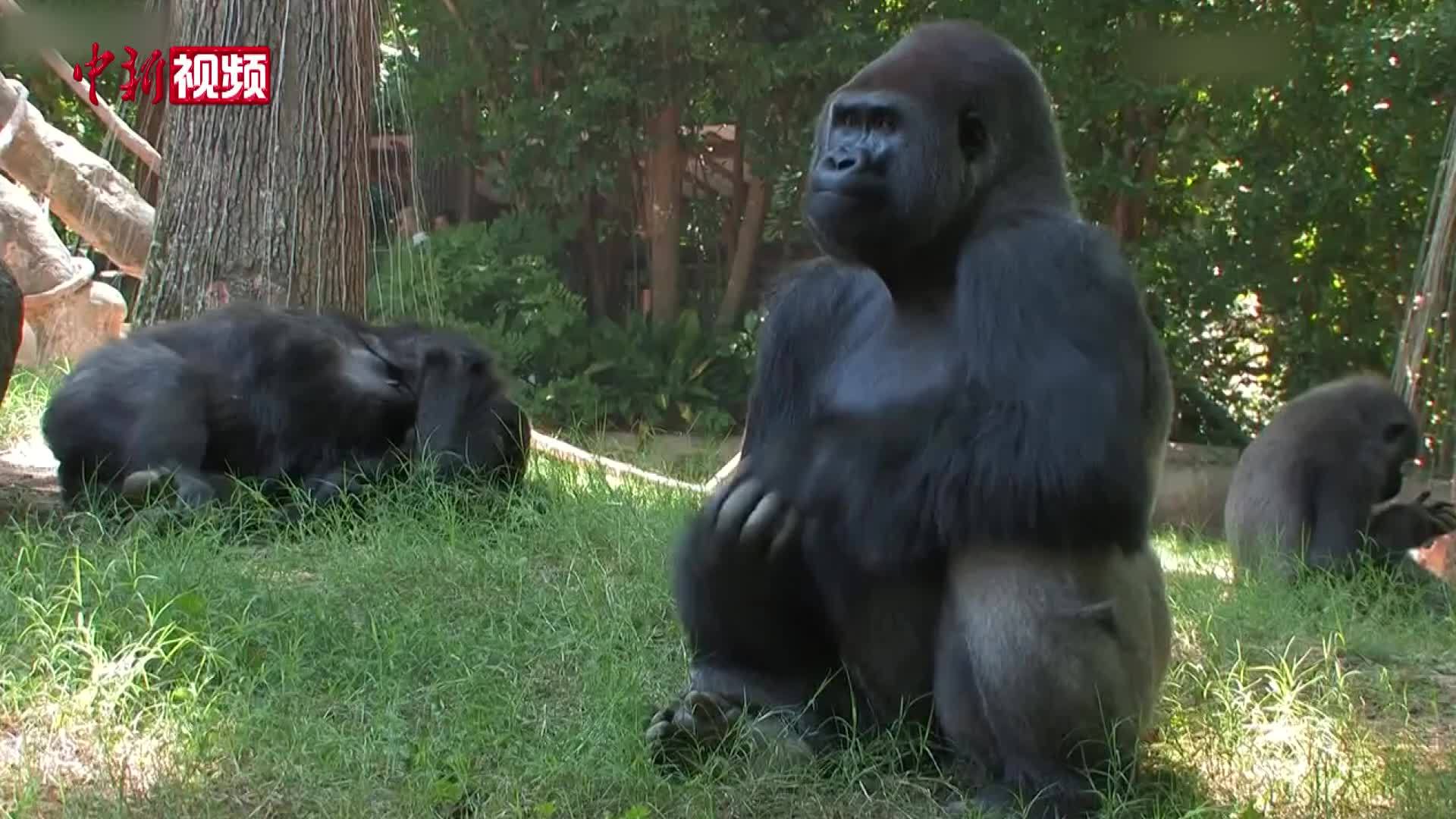 美国多只猩猩感染新冠病毒