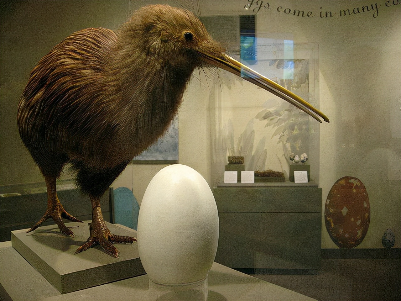 蛋小了一点点,除了蛋的大小比较独特,几维鸟蛋中的蛋黄比例也比较高