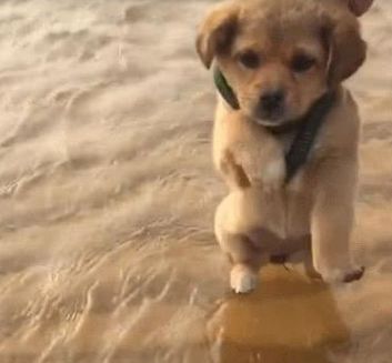 花1000买只纯种金毛,到水边就要游泳,朋友都说他赚大发了休闲区蓝鸢梦想 - Www.slyday.coM 花1000买只纯种金毛,到水边就要游泳,朋友都说他赚大发了休闲区蓝鸢梦想 - Www.slyday.coM