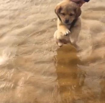 花1000买只纯种金毛,到水边就要游泳,朋友都说他赚大发了休闲区蓝鸢梦想 - Www.slyday.coM 花1000买只纯种金毛,到水边就要游泳,朋友都说他赚大发了休闲区蓝鸢梦想 - Www.slyday.coM