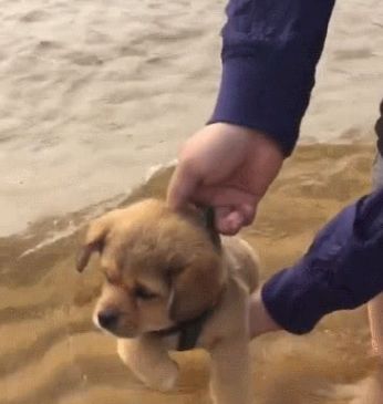 花1000买只纯种金毛,到水边就要游泳,朋友都说他赚大发了休闲区蓝鸢梦想 - Www.slyday.coM 花1000买只纯种金毛,到水边就要游泳,朋友都说他赚大发了休闲区蓝鸢梦想 - Www.slyday.coM