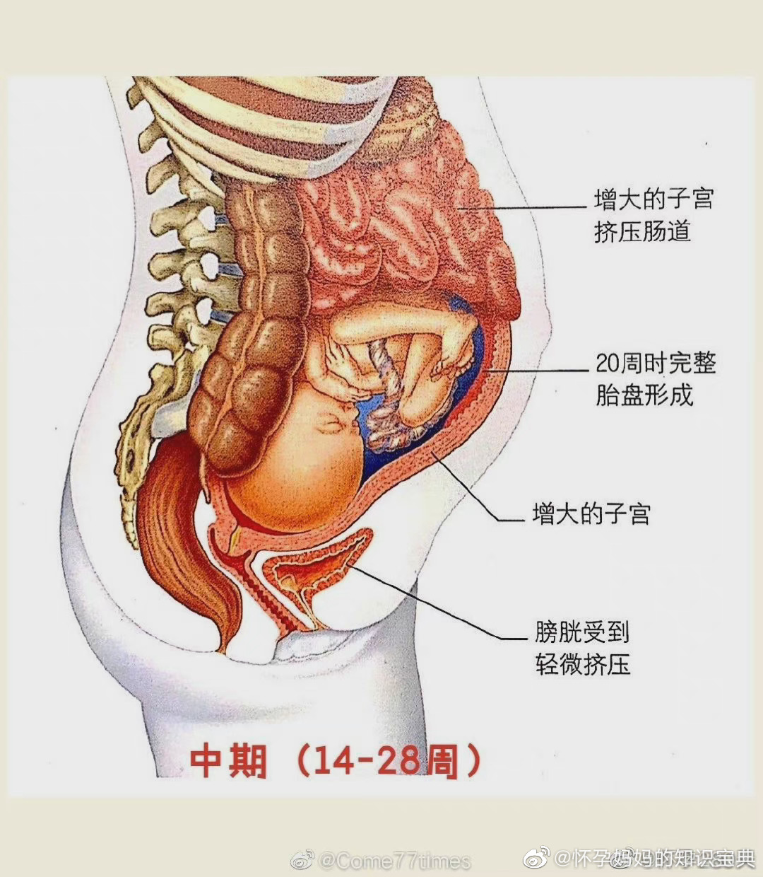 怀孕后肚子内部变化图图片