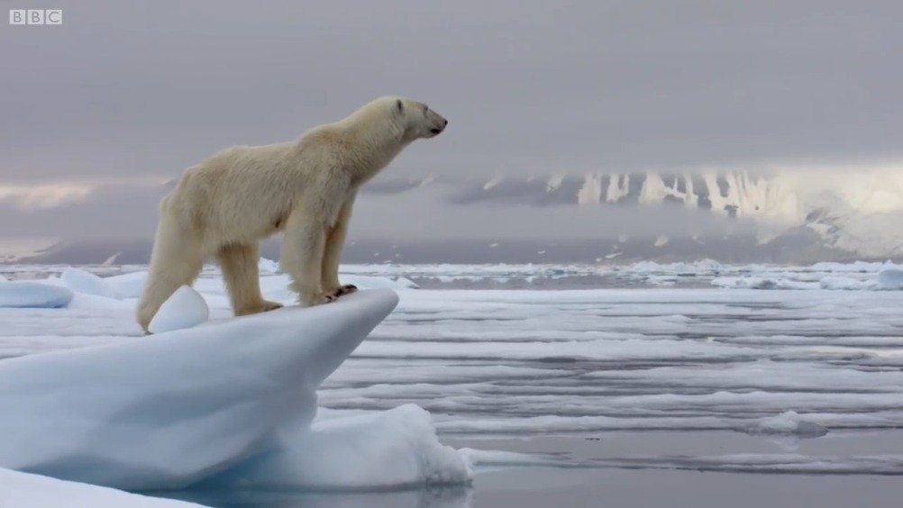 饥饿的北极熊伏击一只海豹,当它们同时掉入水中那刻