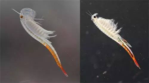 江苏发现2亿年前物种仙女虾