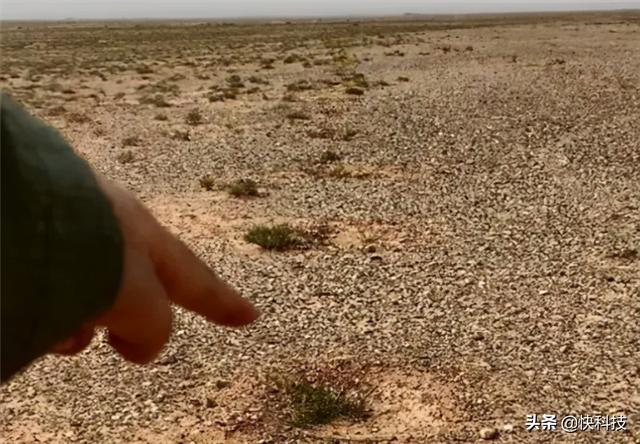 蚂蚁森林回应未种植梭梭：比较矮小 但仍然顽强存活休闲区蓝鸢梦想 - Www.slyday.coM