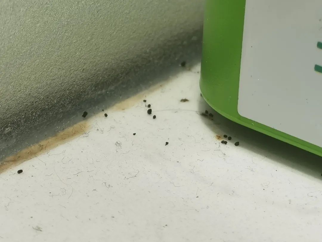 蟑螂乱爬,还有员工没健康证!柳江区这家奶茶店被要求立即整改!