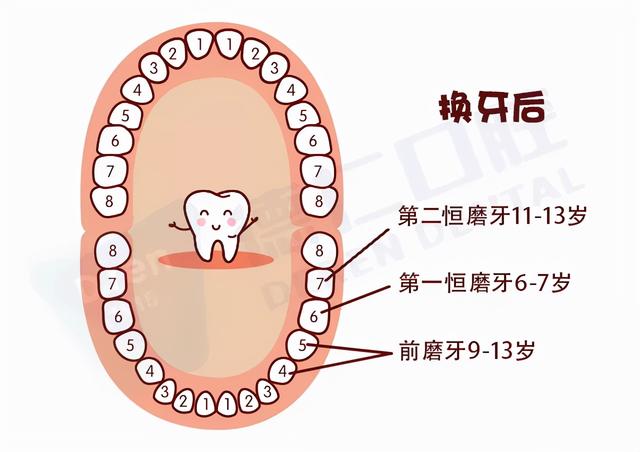 6至7岁,第一恒磨牙萌出时间段,这是做窝沟封闭保护六龄牙的最佳时机.